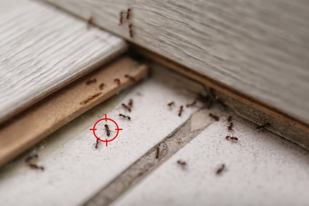 Best Ant Control Services  in Lindsborg, KS